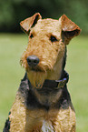 Airedale Terrier Portrait