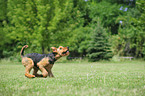 running Airedale Terrier