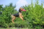 playing Airedale Terrier