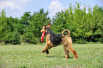 playing Airedale Terrier