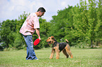 playing Airedale Terrier