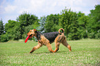 playing Airedale Terrier