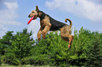 playing Airedale Terrier