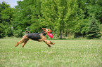 playing Airedale Terrier