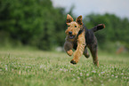 running Airedale Terrier