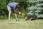 playing Airedale Terrier