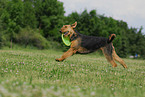 playing Airedale Terrier