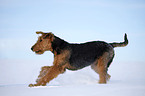 running Airedale Terrier