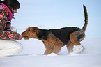 Airedale Terrier in snow