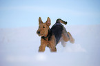 running Airedale Terrier