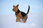 running Airedale Terrier