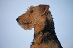 Airedale Terrier Portrait