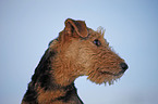 Airedale Terrier Portrait