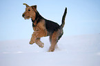 running Airedale Terrier