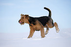 running Airedale Terrier