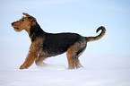 running Airedale Terrier