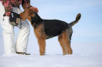 Airedale Terrier in snow