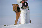 Airedale Terrier in snow