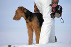 Airedale Terrier in snow