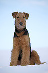 sitting Airedale Terrier