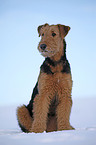 sitting Airedale Terrier