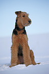 sitting Airedale Terrier