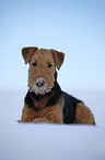 lying Airedale Terrier