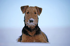 lying Airedale Terrier