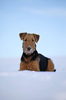 lying Airedale Terrier