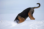 Airedale Terrier in snow