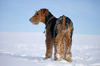 Airedale Terrier in snow