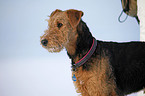 Airedale Terrier Portrait