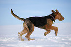 running Airedale Terrier