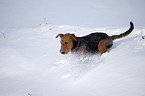 Airedale Terrier in snow