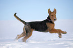 running Airedale Terrier