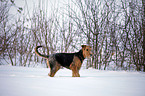 Airedale Terrier in snow