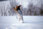 running Airedale Terrier