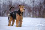 Airedale Terrier in snow