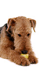 lying Airedale Terrier