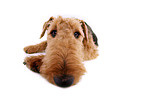 lying Airedale Terrier