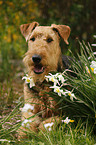 Airedale Terrier