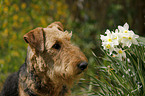 Airedale Terrier