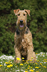 Airedale Terrier