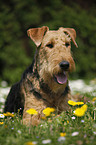 Airedale Terrier