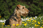 Airedale Terrier