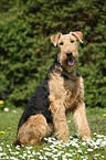 Airedale Terrier