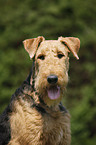 Airedale Terrier