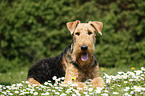 Airedale Terrier