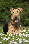 Airedale Terrier