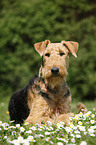 Airedale Terrier